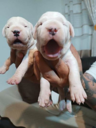 Dogo Argentino, tenci